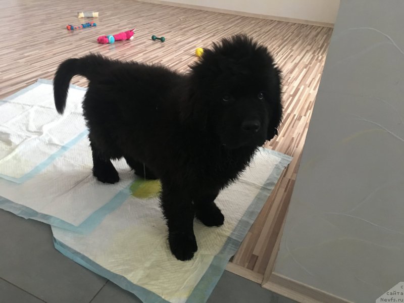 Фото: ньюфаундленд Brownblood MSK Lavy Neman (Браунблад MCК Лави Нэман)