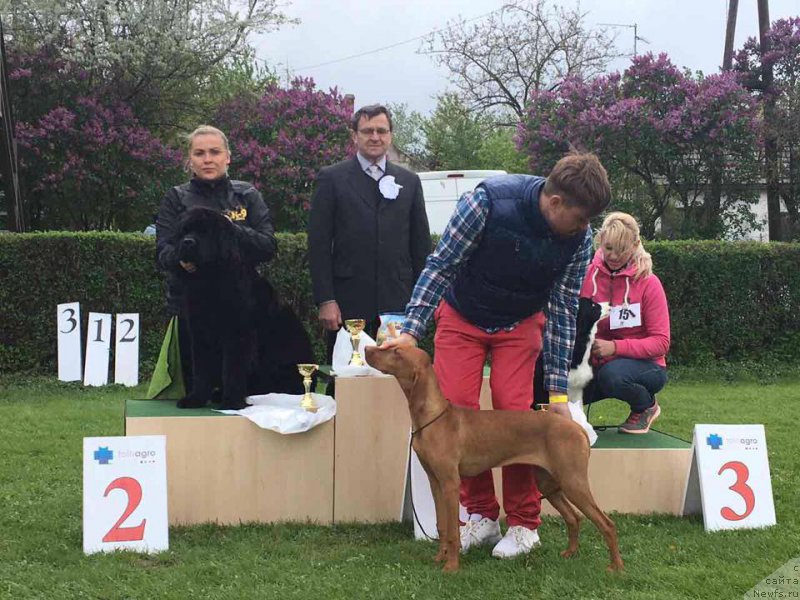 Фото: ньюфаундленд N'yufort Instinkt Vinner Knayt Itus (Ньюфорт Инстинкт Виннер Кнайт Итус)