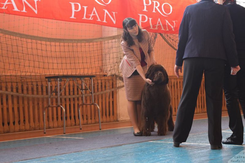 Фото: ньюфаундленд Brownblood MSK Sabina Ester (Браунблад МСК Сабина Эстер)