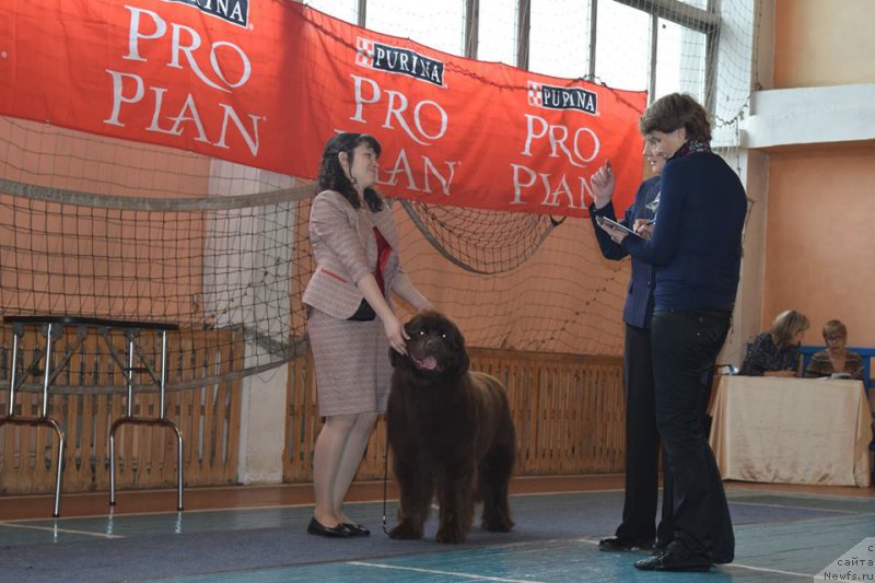 Фото: ньюфаундленд Brownblood MSK Sabina Ester (Браунблад МСК Сабина Эстер)