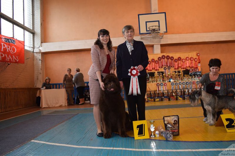 Фото: ньюфаундленд Brownblood MSK Sabina Ester (Браунблад МСК Сабина Эстер)