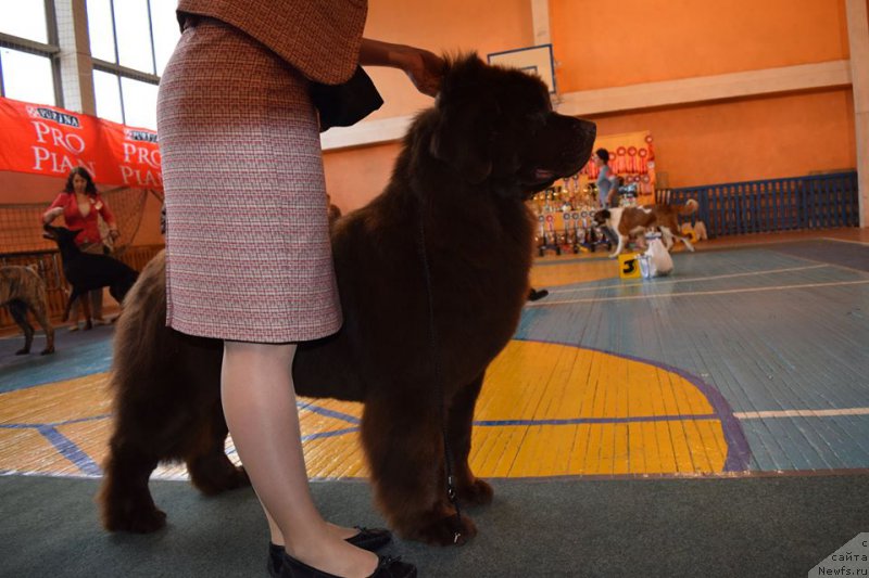 Фото: ньюфаундленд Brownblood MSK Sabina Ester (Браунблад МСК Сабина Эстер)