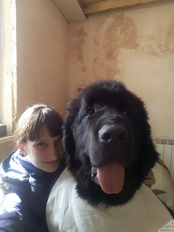 Фото: ньюфаундленд Cherniy Balu Lord-Kantsler (Черный Балу Лорд-Канцлер)