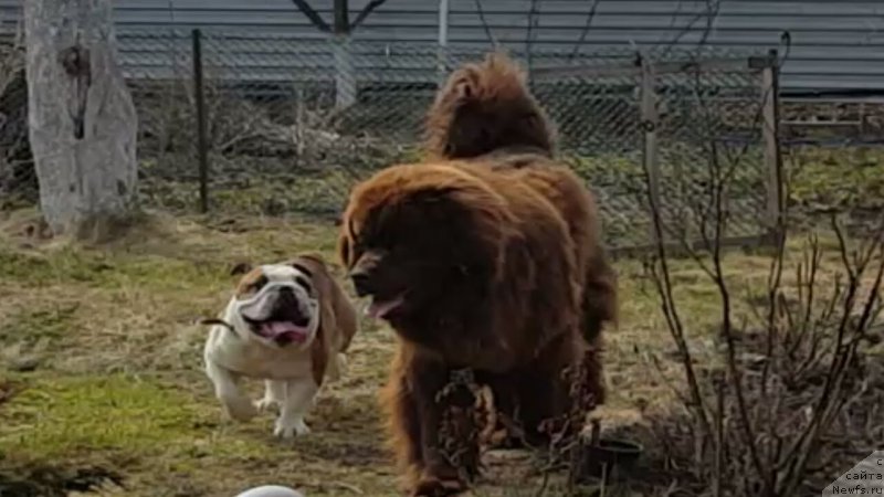 Фото: ньюфаундленд Braunblad MSK B'yart Archibal'd (Браунблад МСК Бьярт Арчибальд)