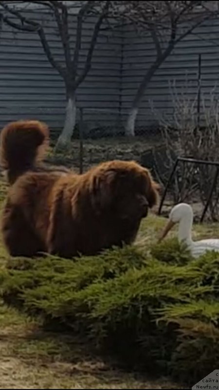 Фото: ньюфаундленд Braunblad MSK B'yart Archibal'd (Браунблад МСК Бьярт Арчибальд)