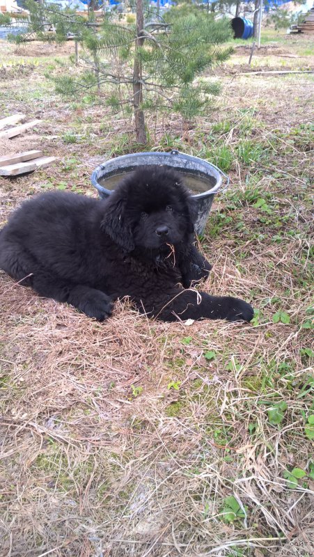 Фото: ньюфаундленд Infant Foreva YAng (Инфант Форева Янг)