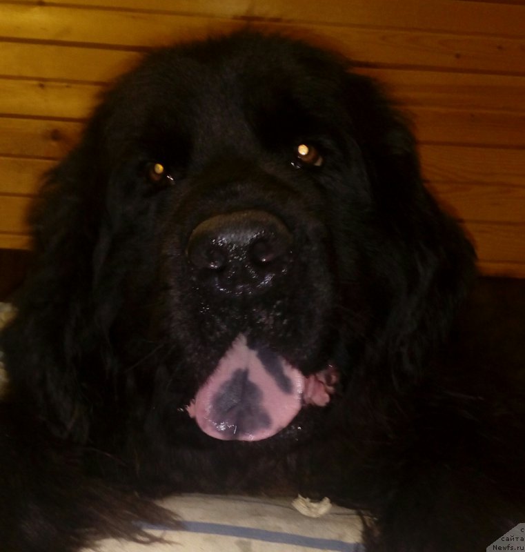 Фото: ньюфаундленд Fann'yuf YEl'fiyskaya Feya (Фанньюф Эльфийская Фея)