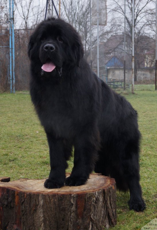 Фото: ньюфаундленд Atlant Kara Deniz