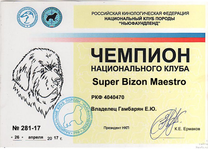 Фото: ньюфаундленд Super Bizon Maestro (Супер Бизон Маэстро)