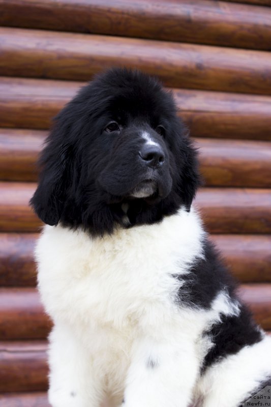 Фотография № 224110