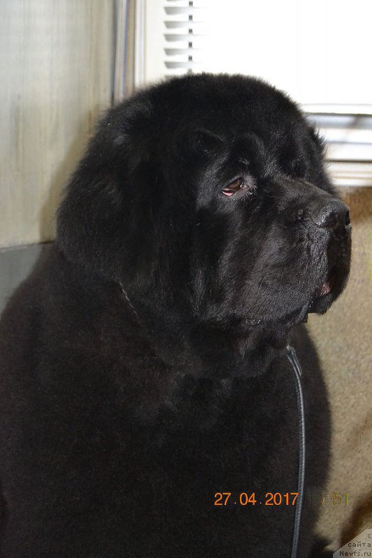 Фото: ньюфаундленд Zhdanny Syn Vialiki Miadzvedz