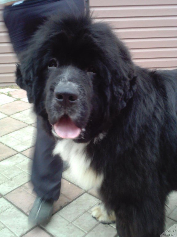 Фото: ньюфаундленд Zoren'ka YAsnaya ot Sibirskogo Medvedya (Зоренька Ясная от Сибирского Медведя)