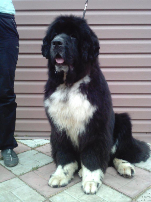 Фото: ньюфаундленд Zoren'ka YAsnaya ot Sibirskogo Medvedya (Зоренька Ясная от Сибирского Медведя)