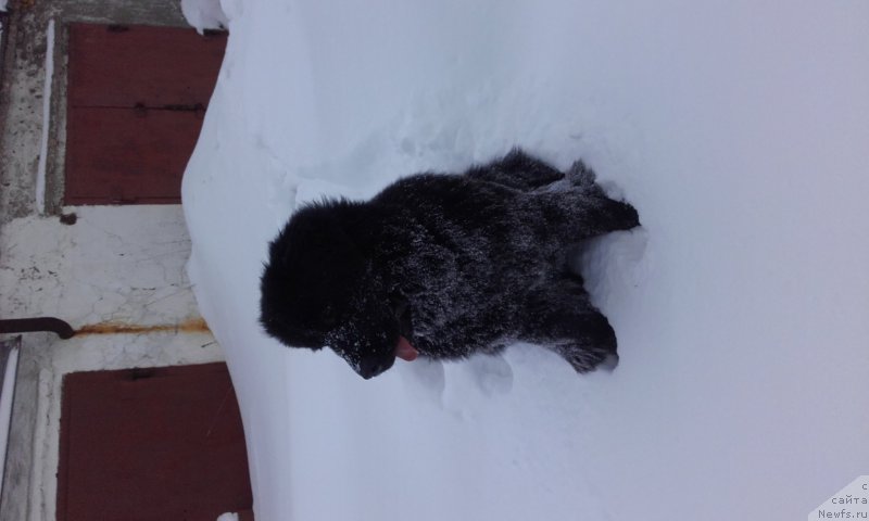 Фото: ньюфаундленд Arsyela B'yuti (Арсэла Бьюти)