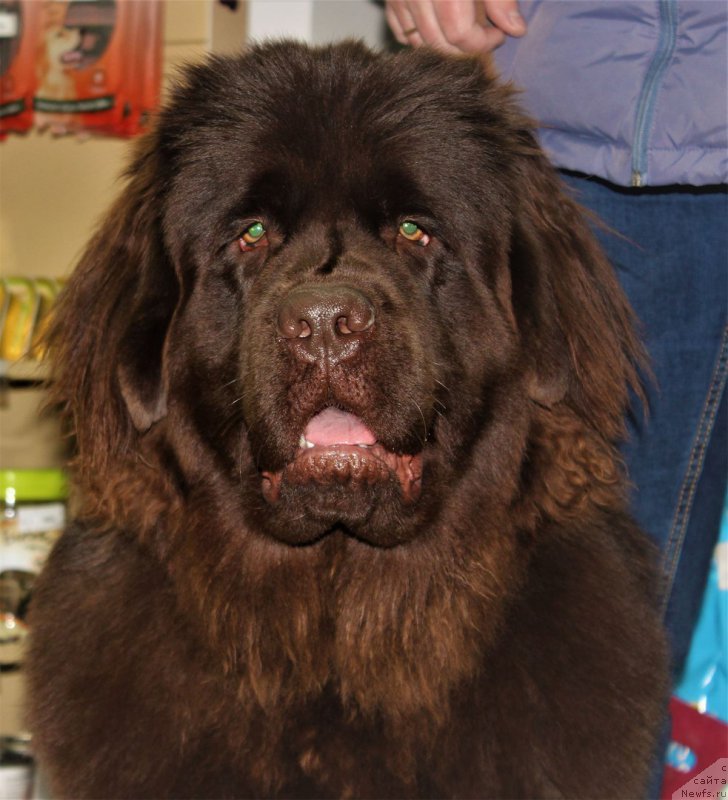 Фото: ньюфаундленд Braunblad MSK Bel' YEsta Mari (Браунблад МСК Бель Эста Мари)
