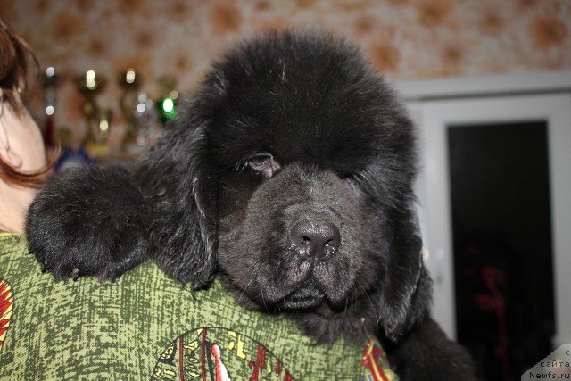 Фото: ньюфаундленд Imedj of Greytnes (Имедж оф Грейтнес)