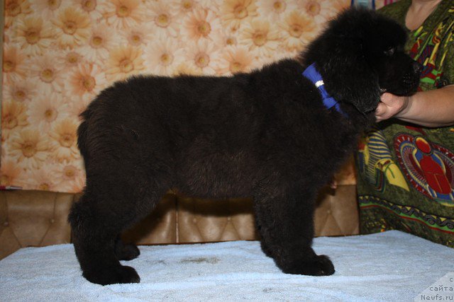 Фото: ньюфаундленд Imedj of Greytnes (Имедж оф Грейтнес)