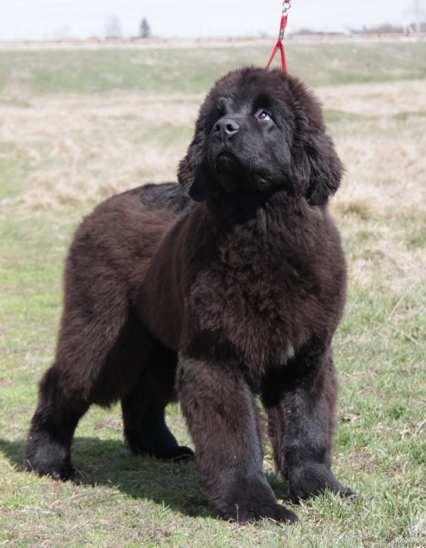 Фото: ньюфаундленд Akvian Song Tornado (Аквиан Сонг Торнадо)