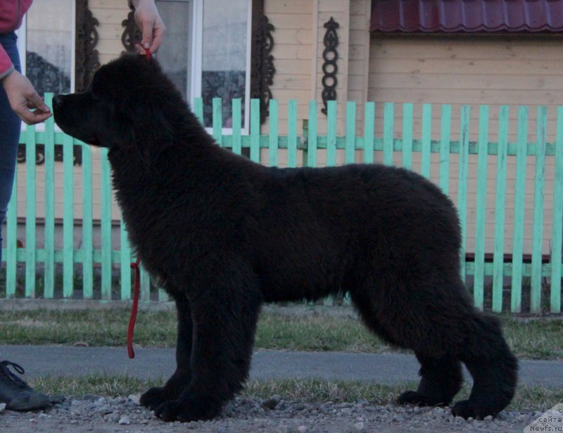 Фото: ньюфаундленд Akvian Song Tornado (Аквиан Сонг Торнадо)