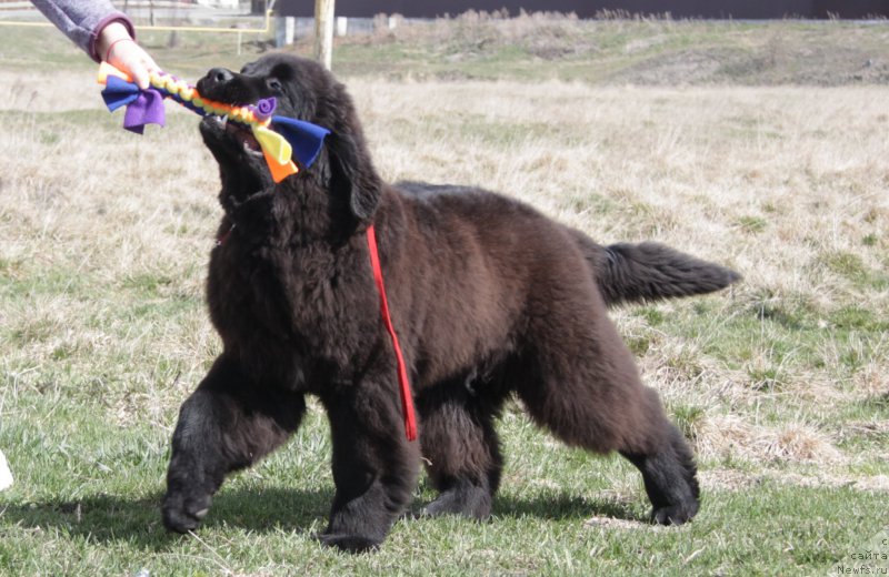 Фото: ньюфаундленд Akvian Song Tornado (Аквиан Сонг Торнадо)
