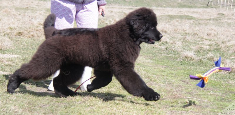 Фото: ньюфаундленд Akvian Song Tornado (Аквиан Сонг Торнадо)
