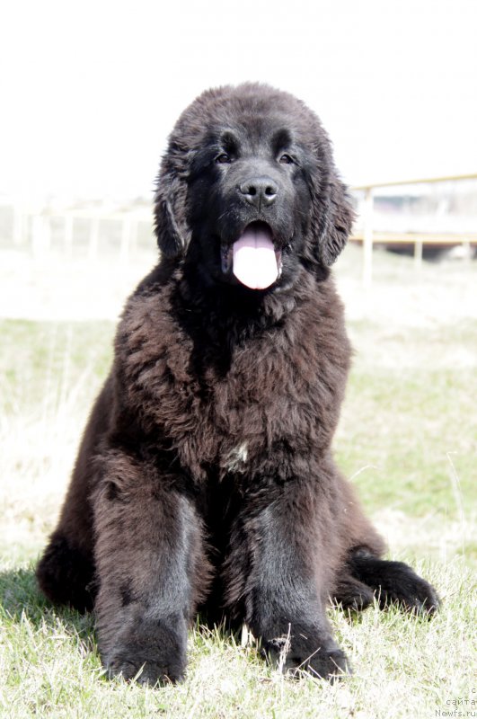 Фото: ньюфаундленд Akvian Song Tornado (Аквиан Сонг Торнадо)