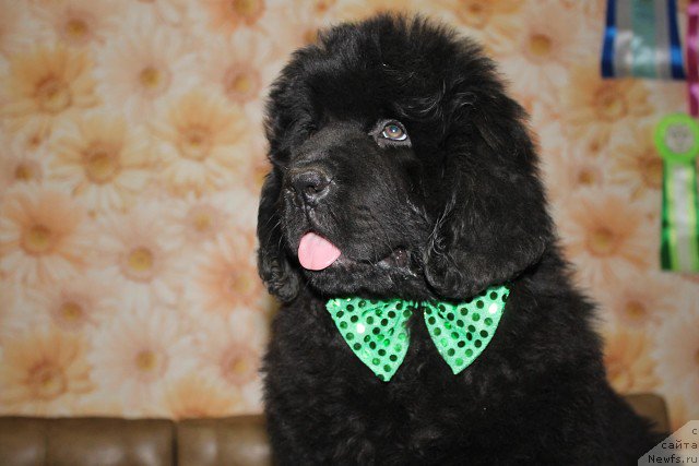 Фото: ньюфаундленд Inter Follou ze Boll (Интер Фоллоу зе Болл)