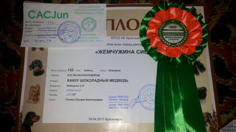 Фото: ньюфаундленд Hakku Shokoladnyy Medved (Хакку Шоколадный Медведь)