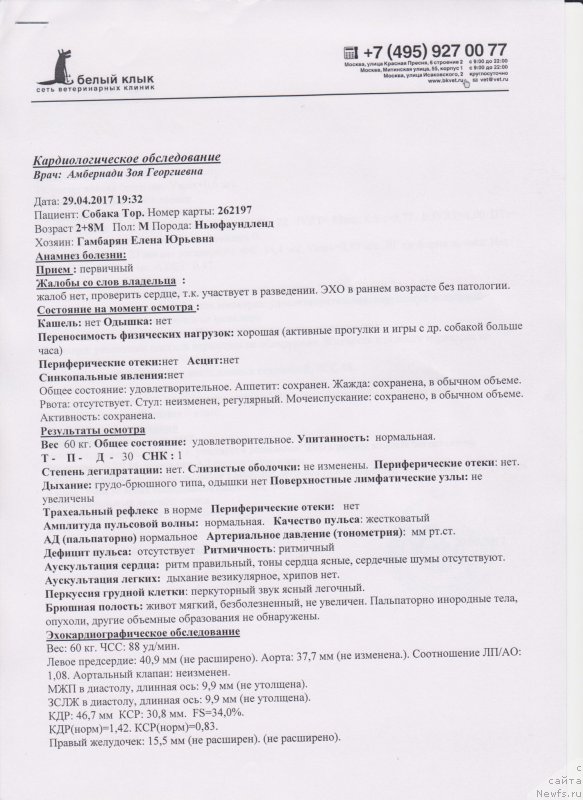 Фото: ньюфаундленд Super Bizon Maestro (Супер Бизон Маэстро)