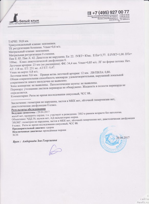 Фото: ньюфаундленд Super Bizon Maestro (Супер Бизон Маэстро)