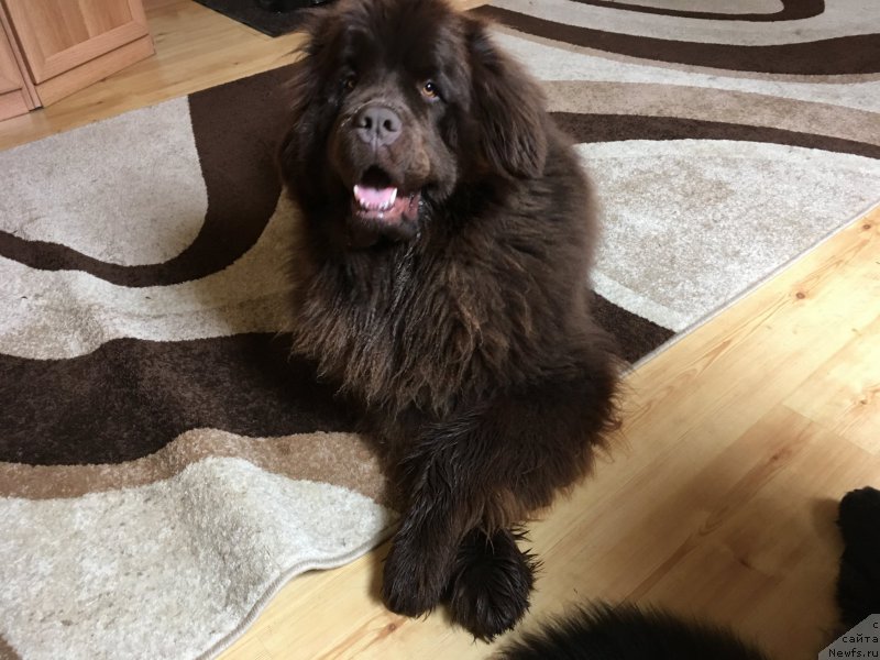 Фото: ньюфаундленд N'yufort Vasabi (Ньюфорт Васаби)