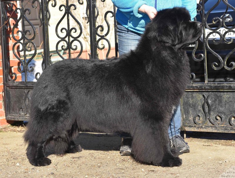 Фото: ньюфаундленд Black Clouds Keep My Soul