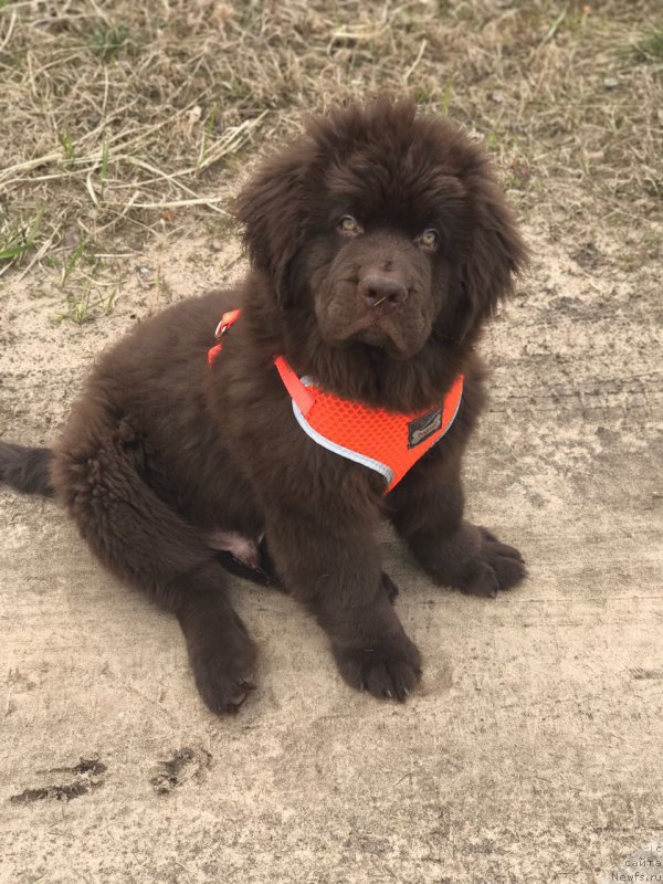 Фото: ньюфаундленд Brownblood MSK Larchie Ardon (Браунблад МСК Ларчи Ардон)