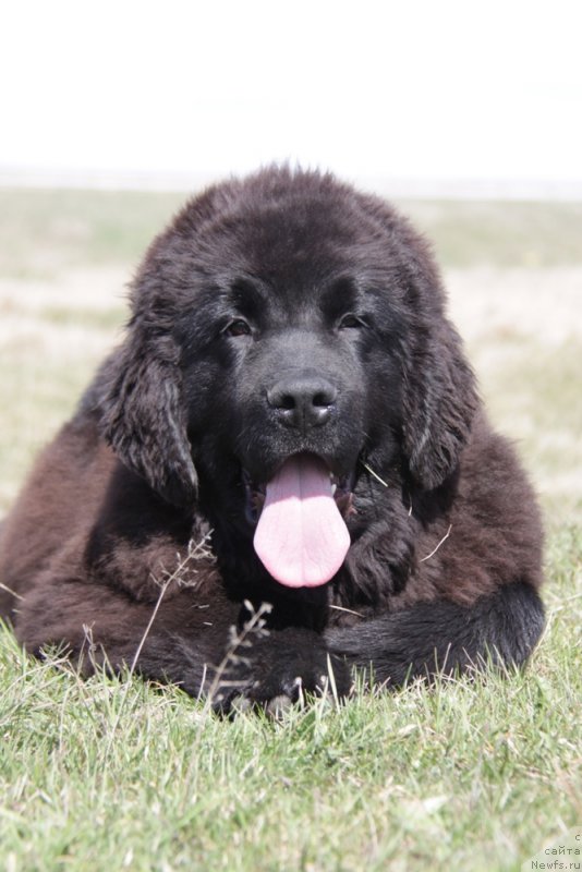 Фото: ньюфаундленд Akvian Song Tornado (Аквиан Сонг Торнадо)
