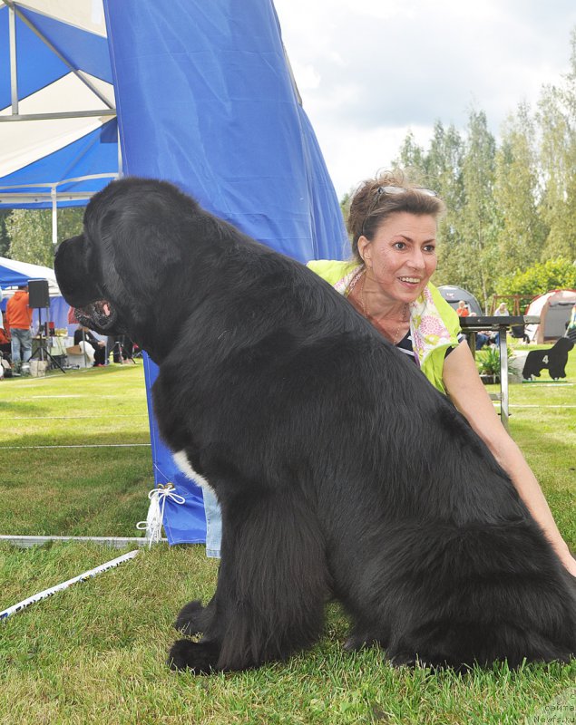 Фото: ньюфаундленд Beguschaya po Volnam Сhart Topper (Бегущая по Волнам Чарт Топпер)