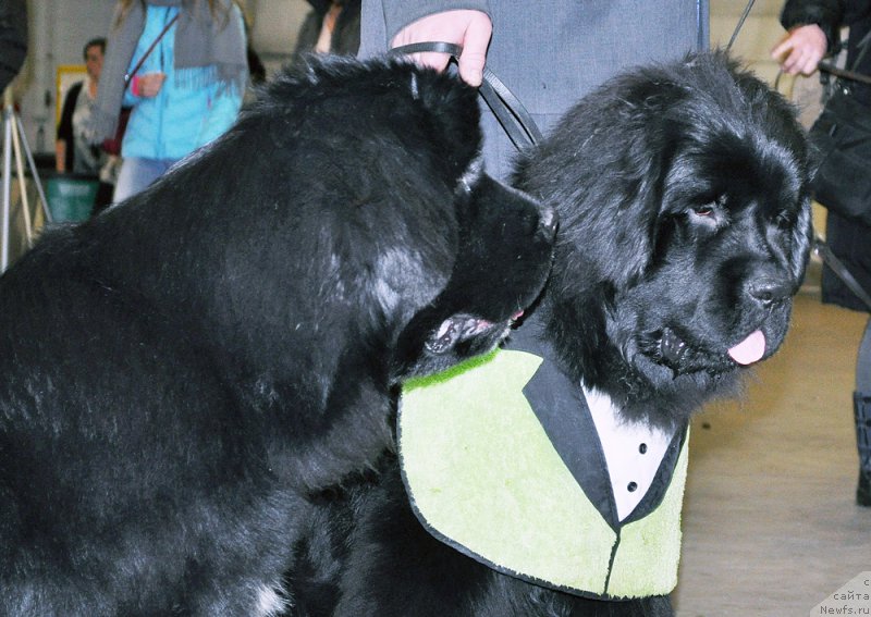 Фото: ньюфаундленд Beguschaya po Volnam Google Smile (Бегущая по Волнам Гоогле Смиле), ньюфаундленд Beguschaya po Volnam Geym of Thrones (Бегущая по Волнам Гейм оф Тхронес)