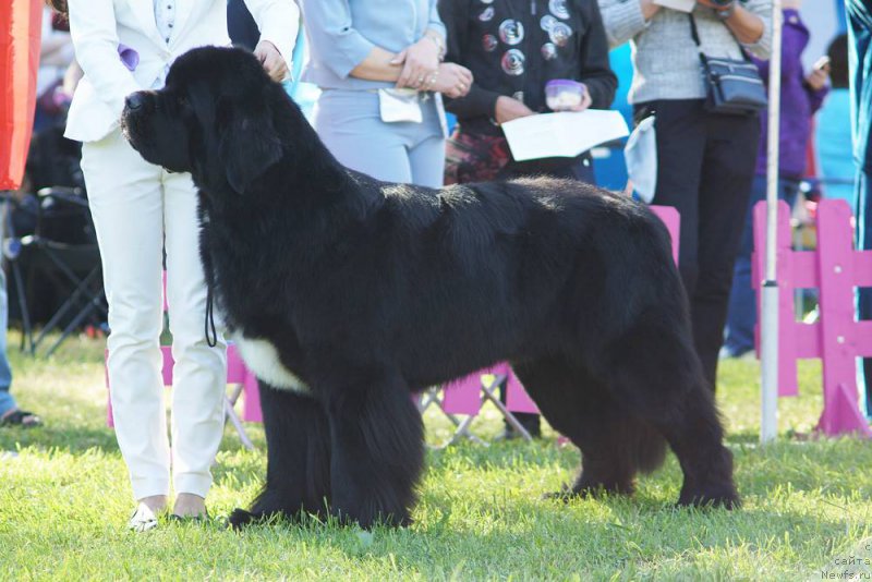 Фото: ньюфаундленд Beguschaya po Volnam Сhart Topper (Бегущая по Волнам Чарт Топпер)