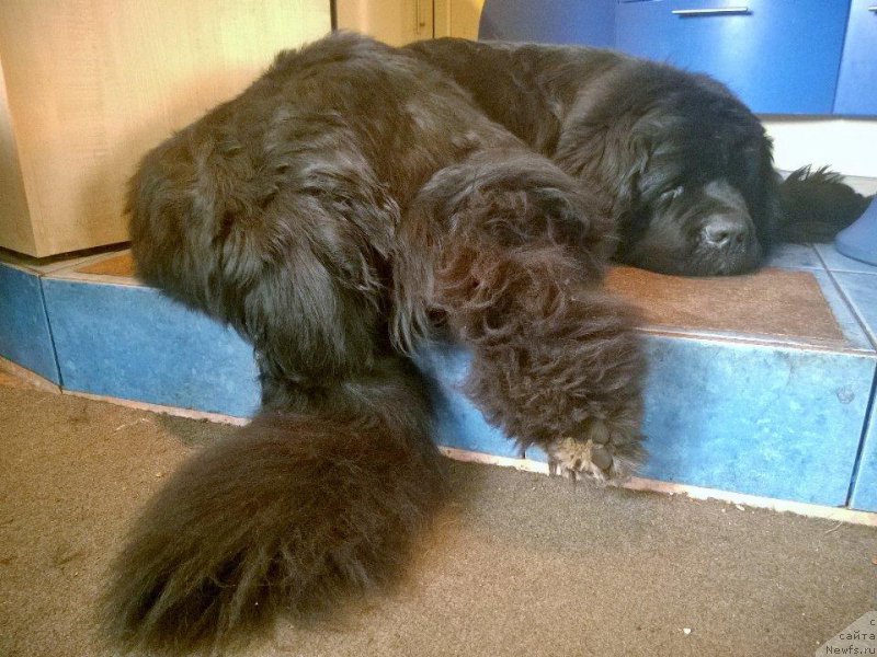 Фото: ньюфаундленд Beguschaya po Volnam Сhart Topper (Бегущая по Волнам Чарт Топпер)