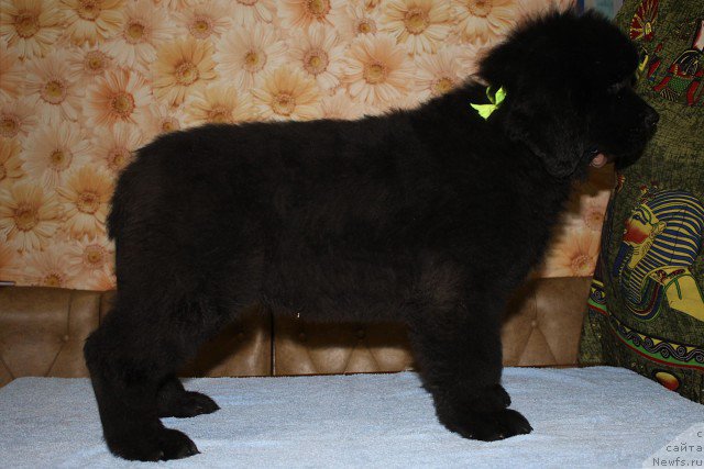 Фото: ньюфаундленд Izbrannik Sud'byi Russkiy Bogatyir' (Избранник Судьбы Русский Богатырь)