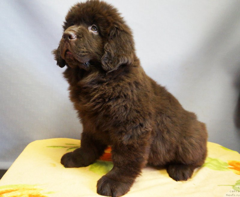 Фото: ньюфаундленд Braunblad MSK Nyetti Myey (Браунблад МСК Нэтти Мэй)