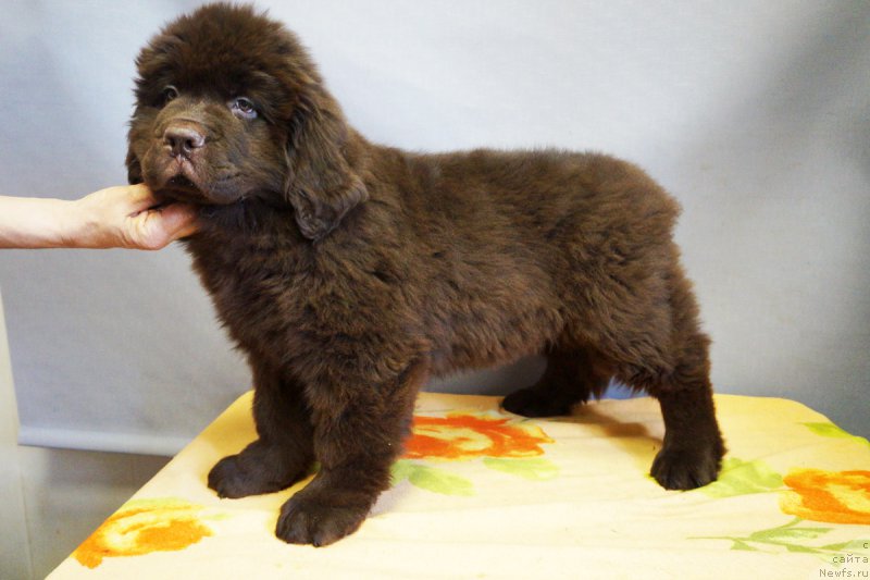 Фото: ньюфаундленд Braunblad MSK Nyetti Myey (Браунблад МСК Нэтти Мэй)