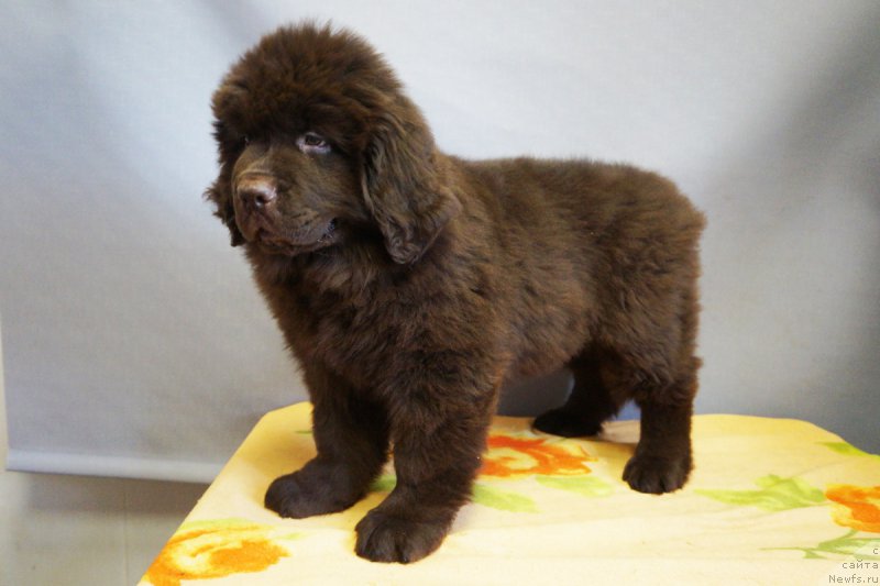 Фото: ньюфаундленд Braunblad MSK Nyetti Myey (Браунблад МСК Нэтти Мэй)