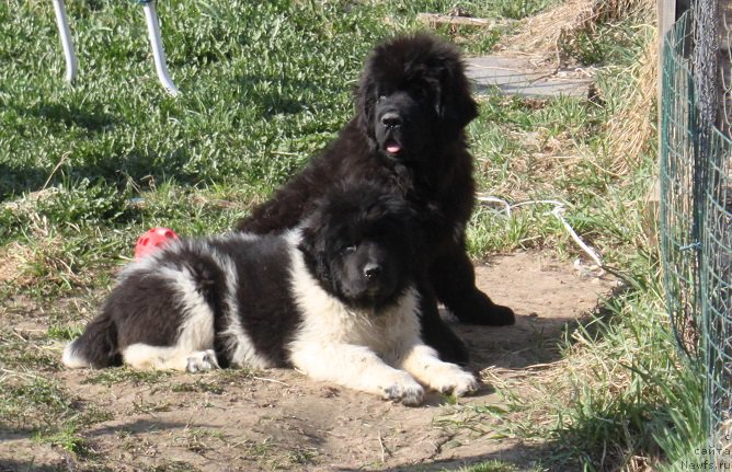 Фото: ньюфаундленд Terra Viktoriya Zagadka (Терра Виктория Загадка), ньюфаундленд Terra Victoria Ghou Show (Терра Виктория Жу Шоу)