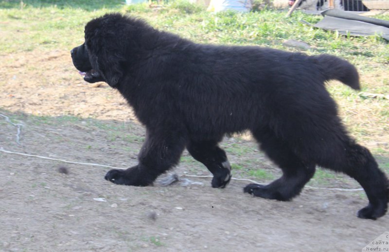 Фото: ньюфаундленд Terra Victoria Germon Louise (Терра Виктория Жермон Луиза)