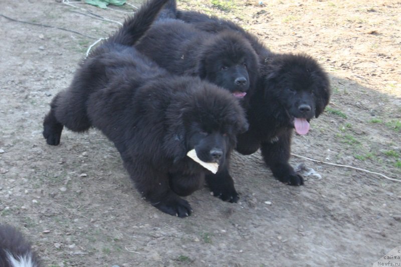 Фотография № 224265