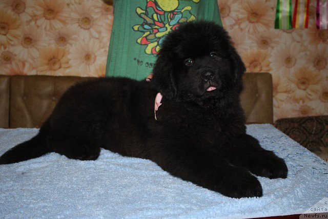 Фото: ньюфаундленд Irada Slavnaya Doch' Matveya (Ирада Славная Дочь Матвея)