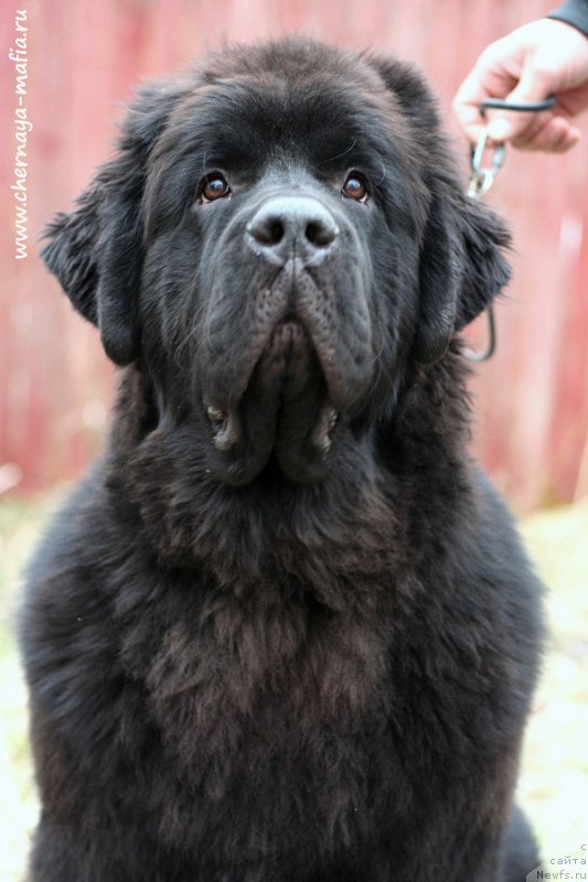 Фотография № 224267