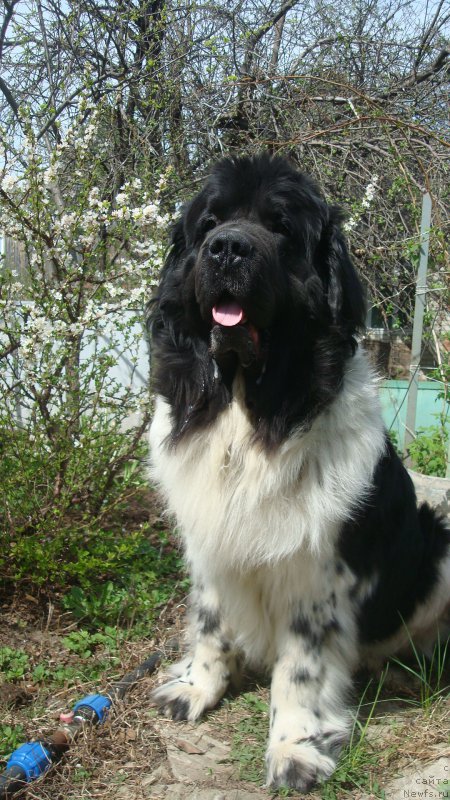 Фото: ньюфаундленд Stepnaya Pal'mira Estestvenno YA Luchshiy (Степная Пальмира Естественно Я Лучший)