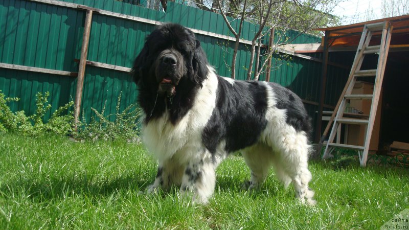 Фотография № 224278