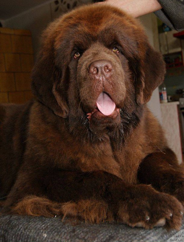 Фото: ньюфаундленд Brownblood MSK Armata Loyar Aid (Браунблад МСК Армата Лойар Аид)